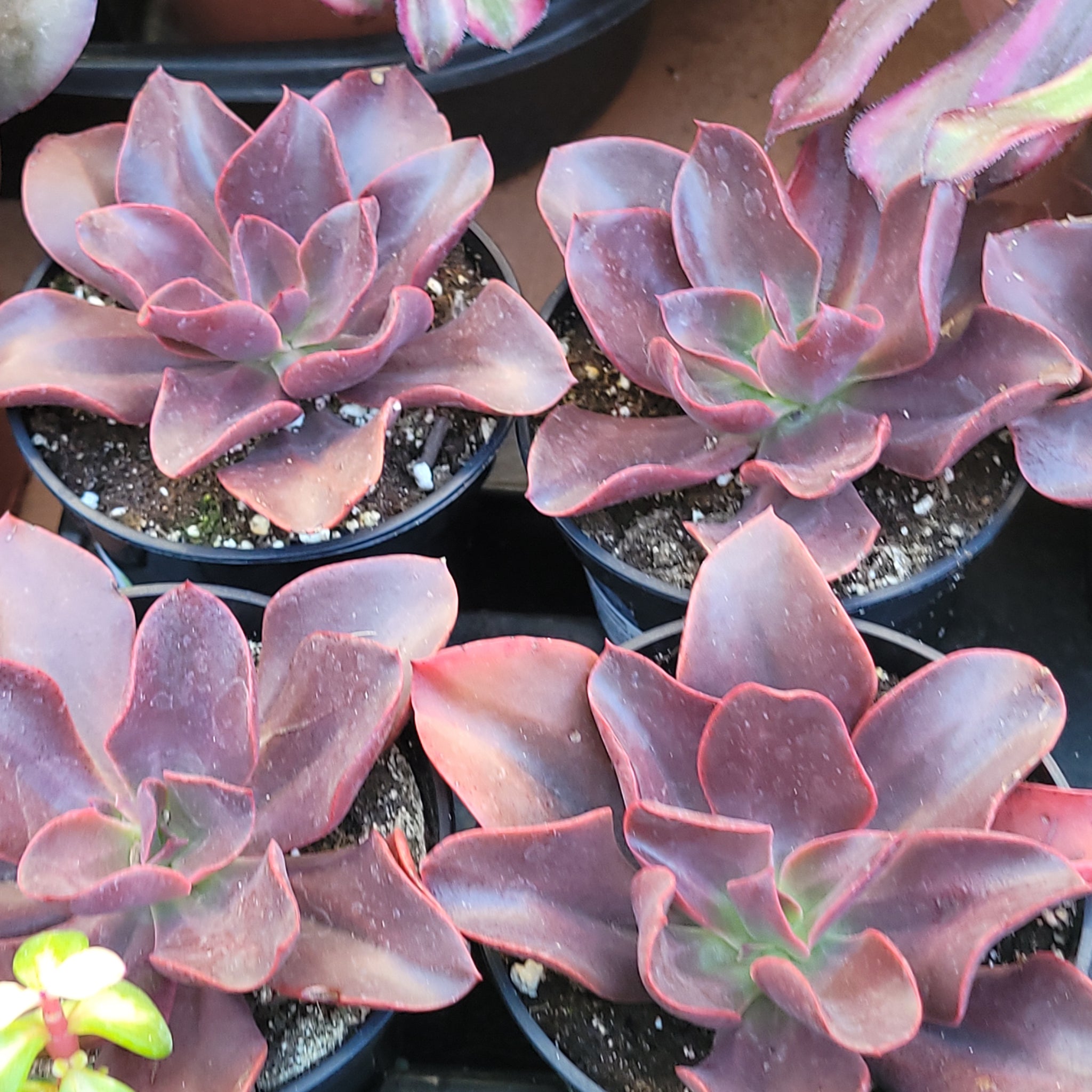 autumn flame succulent Echeveria Autumn Flame – AceMegaSucculents