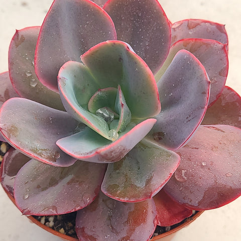 Echeveria Green Pacific or Gigantea