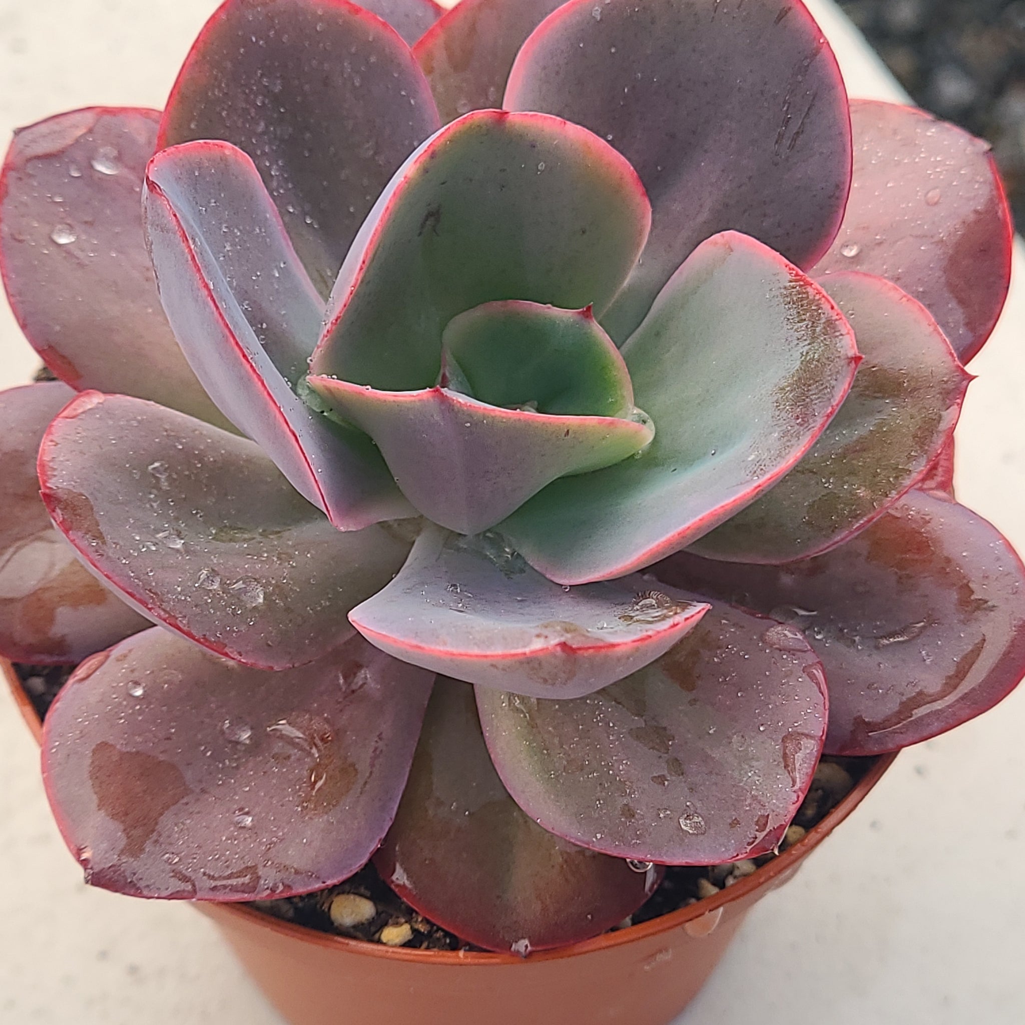 Echeveria Green Pacific or Gigantea – AceMegaSucculents