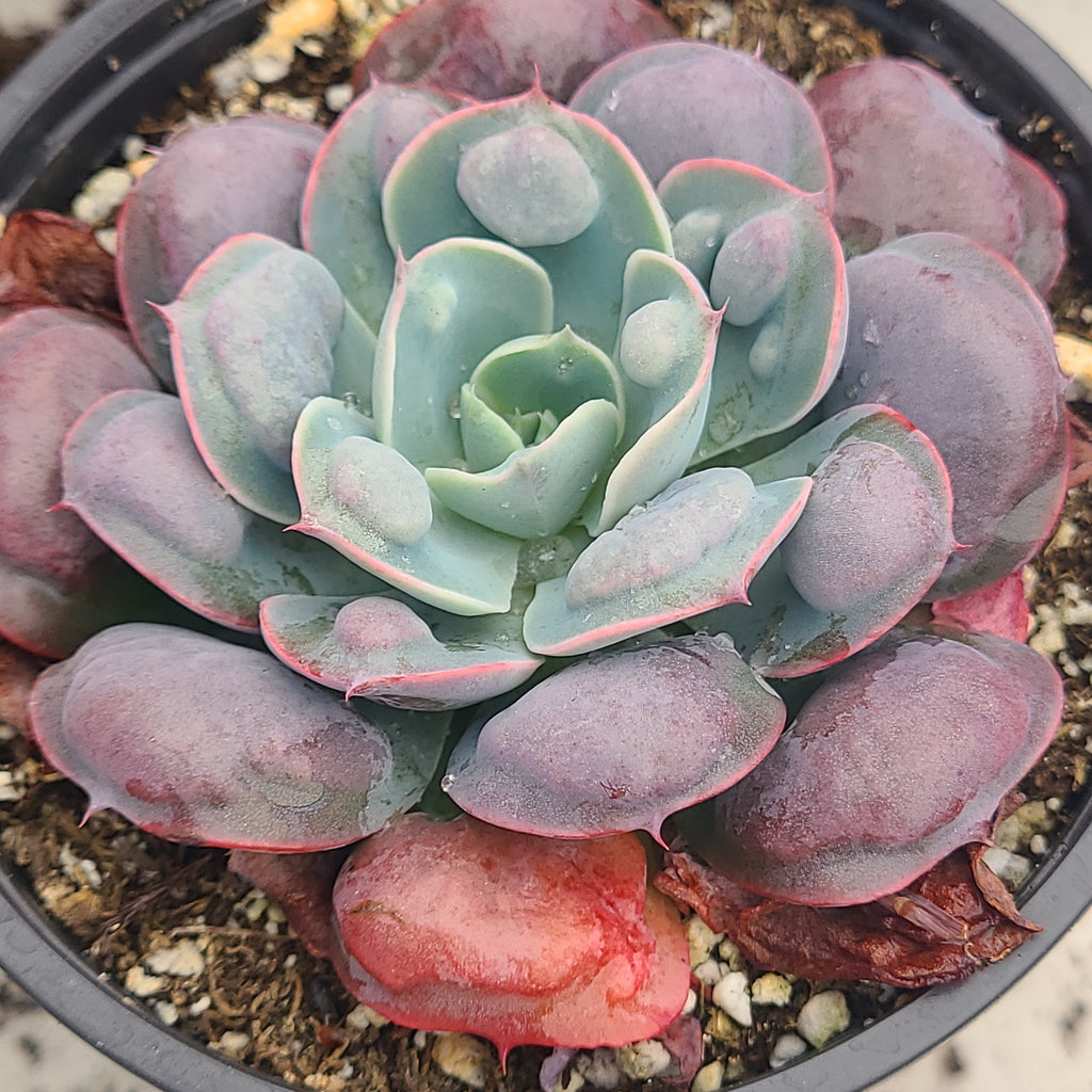 echeveria raindrops succulent Echeveria Raindrops – AceMegaSucculents