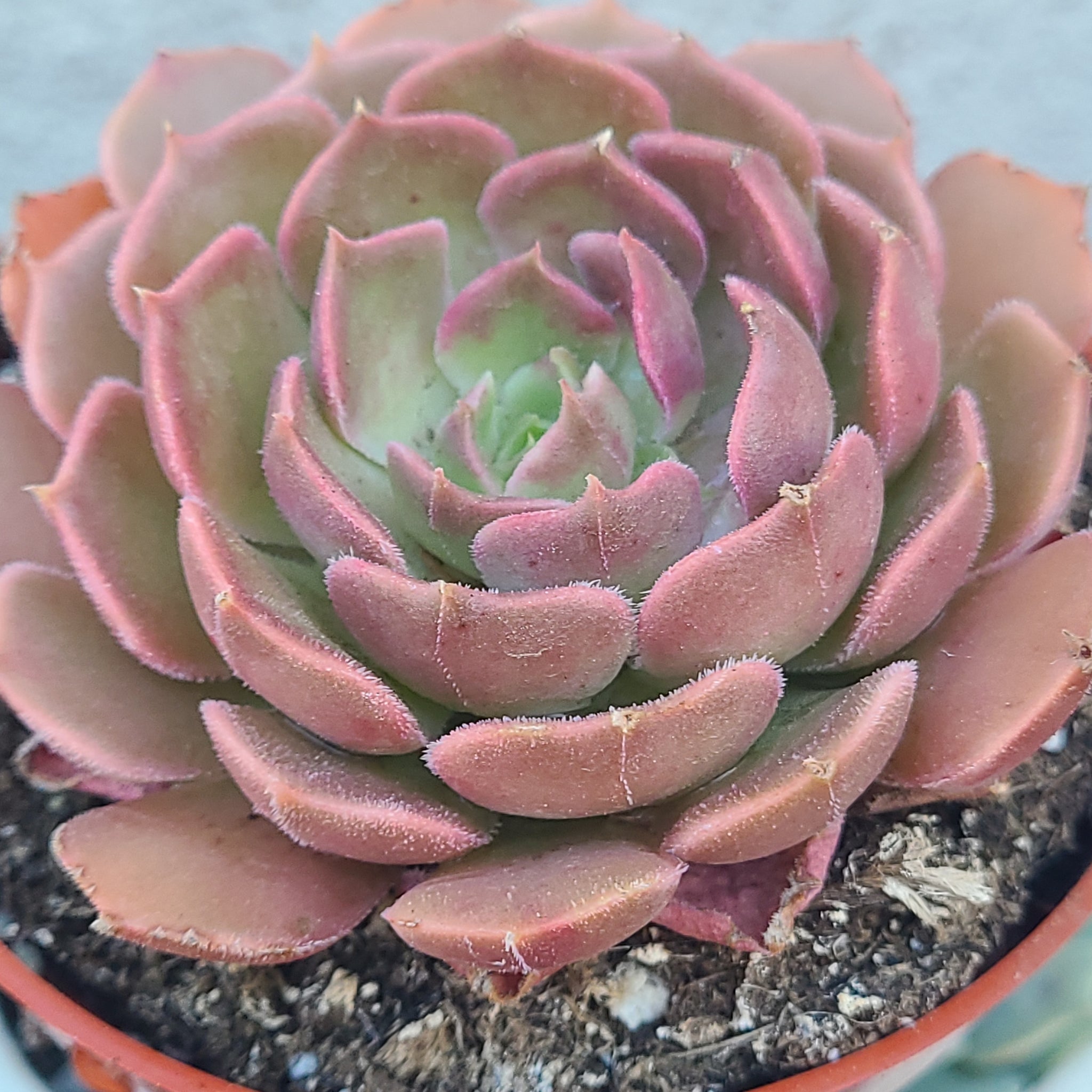 brown rose succulent Echeveria Brown Rose – AceMegaSucculents