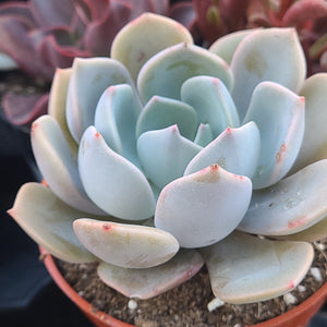 Echeveria Garotto 4"