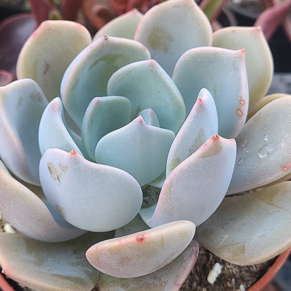 Echeveria Garotto 4"