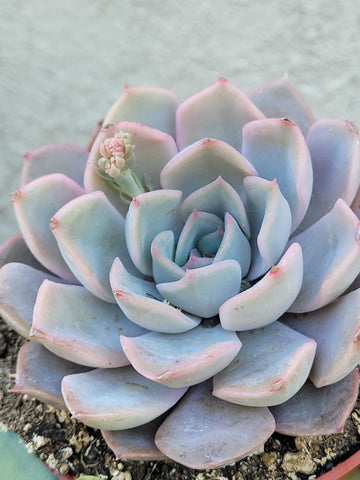 Echeveria Orion
