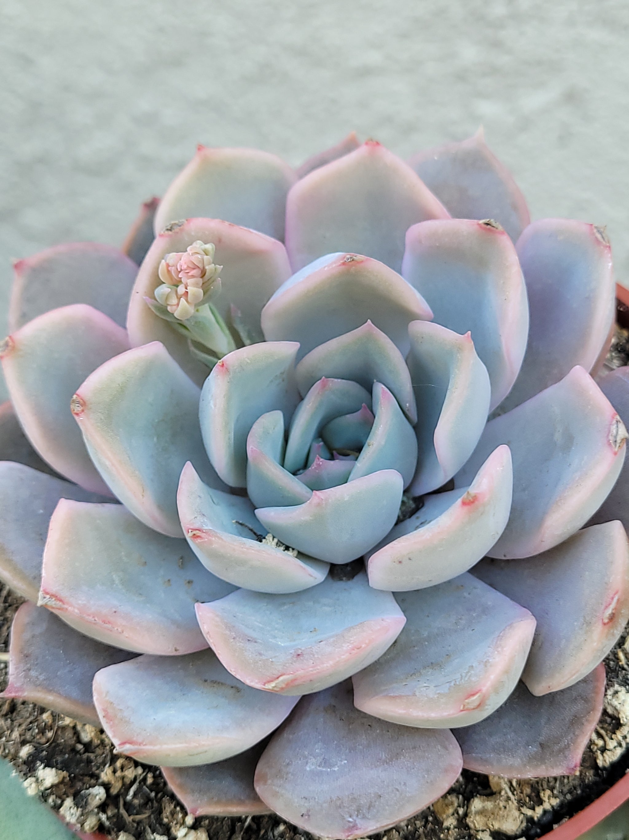 orion succulent Echeveria Orion – AceMegaSucculents