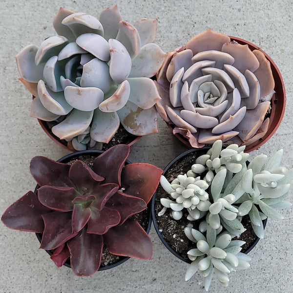 Echeveria Garotto 4"
