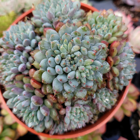 Echeveria Rundelli 