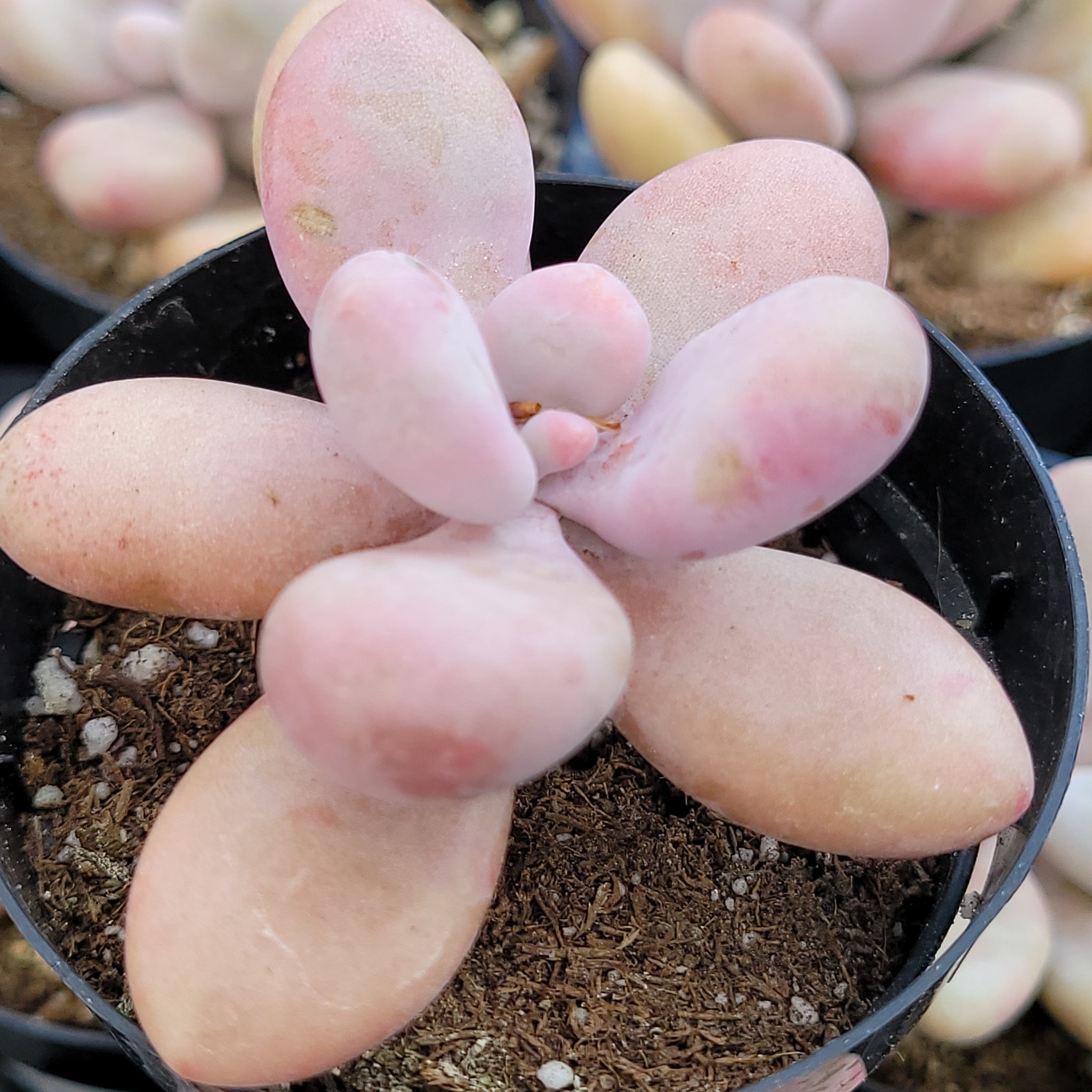 Pink moonstone 2"5