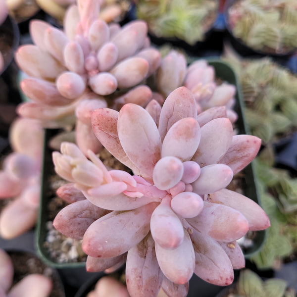 Pachyphytum Baby Fingers Rare Import