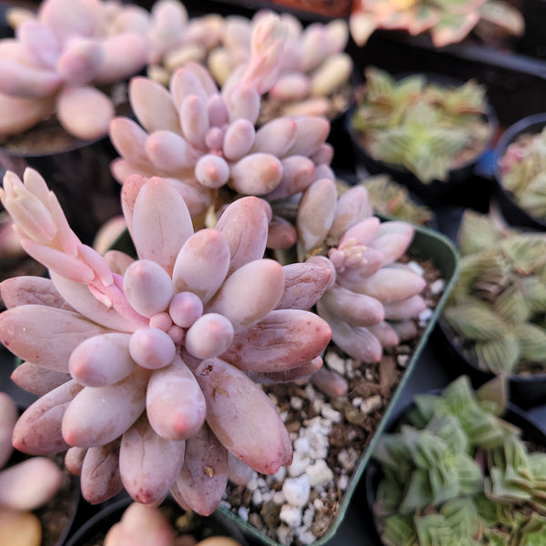 Pachyphytum Baby Fingers Rare Import