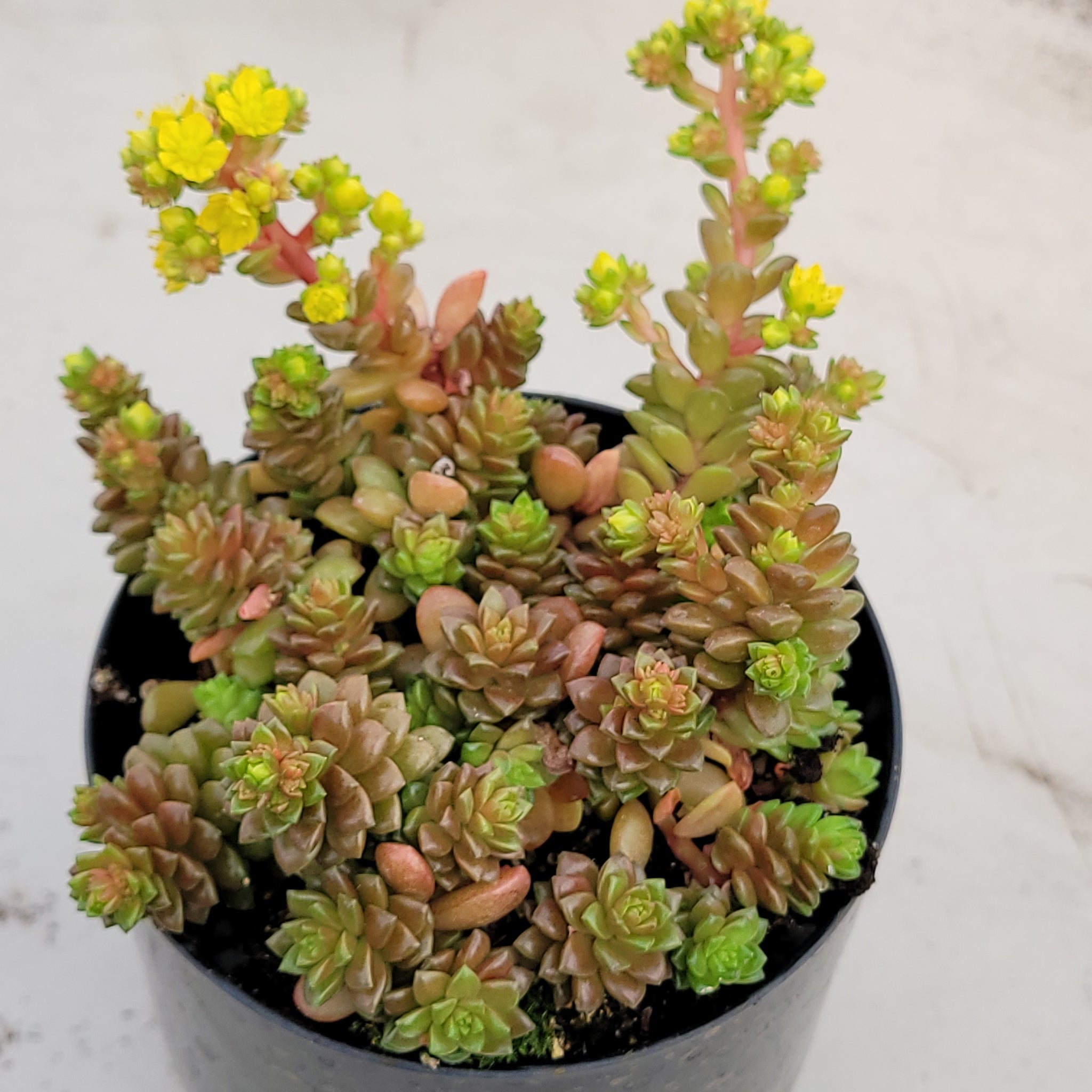 little gem succulent care Cremnosedum Little Gem – AceMegaSucculents