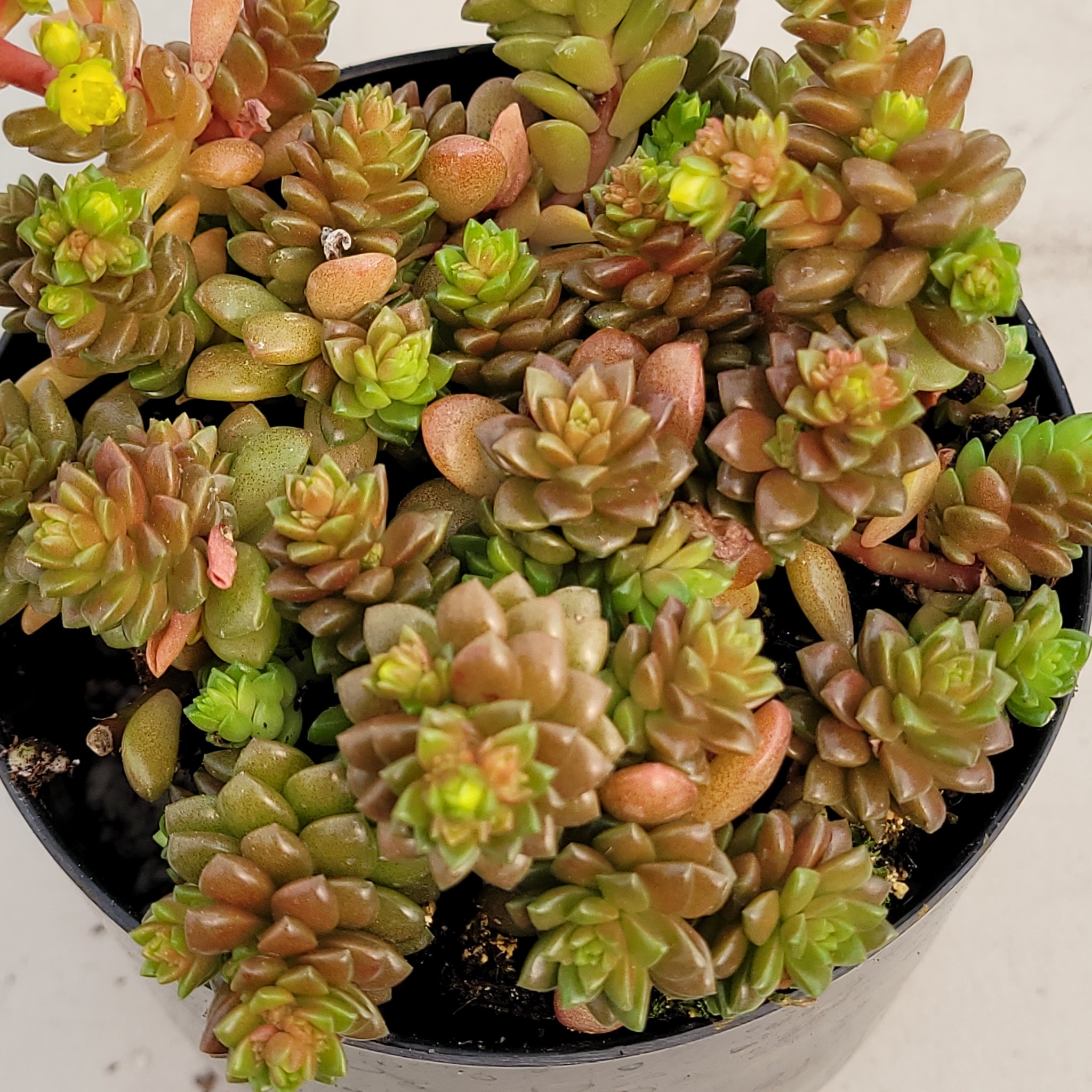 succulent little gem Cremnosedum Little Gem – AceMegaSucculents