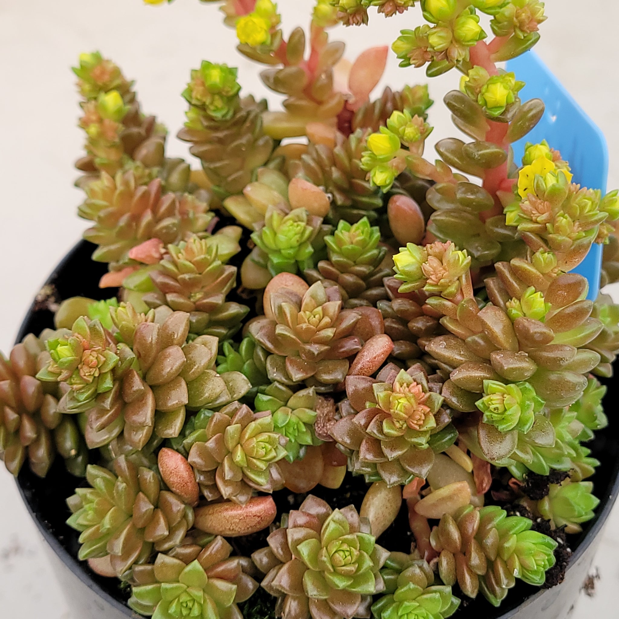 sedum little gem succulent Cremnosedum Little Gem – AceMegaSucculents
