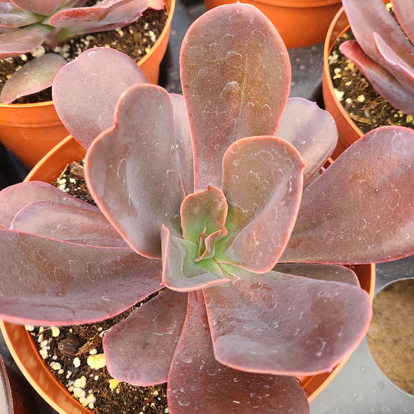 Echeveria Hortencia