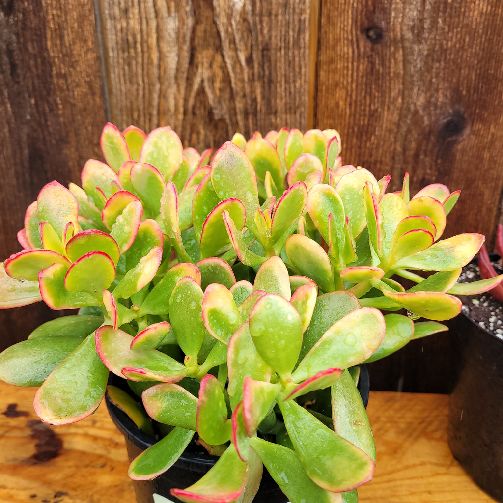 hummel's sunset jade plant care Hummel Sunset Jade – AceMegaSucculents