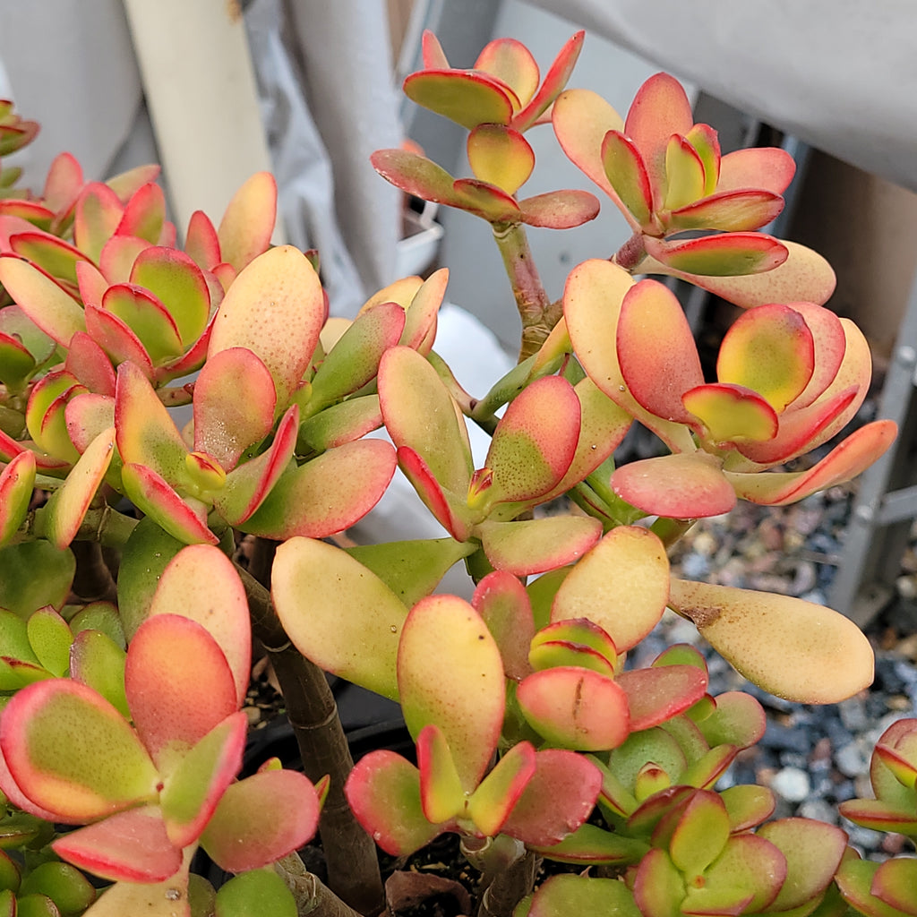 sunset jade succulent Hummel Sunset Jade – AceMegaSucculents