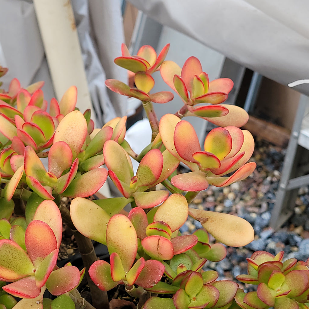 hummel's sunset jade plant Hummel Sunset Jade – AceMegaSucculents