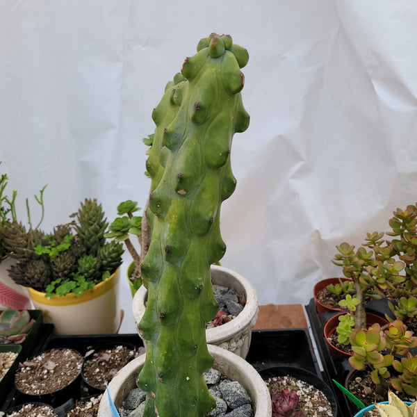 Bobie Cactus