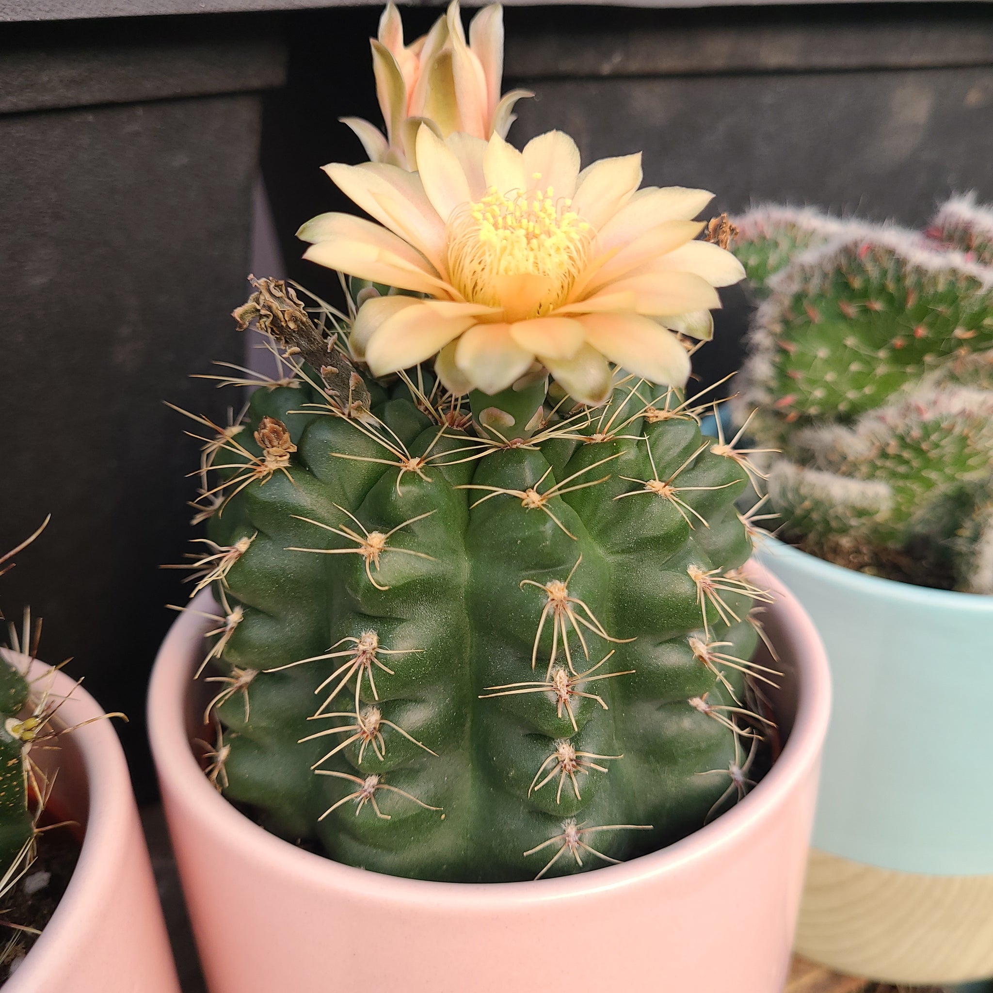 Lobivia Arachnacantha – AceMegaSucculents