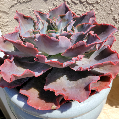 Echeveria Andromeda Hybrid