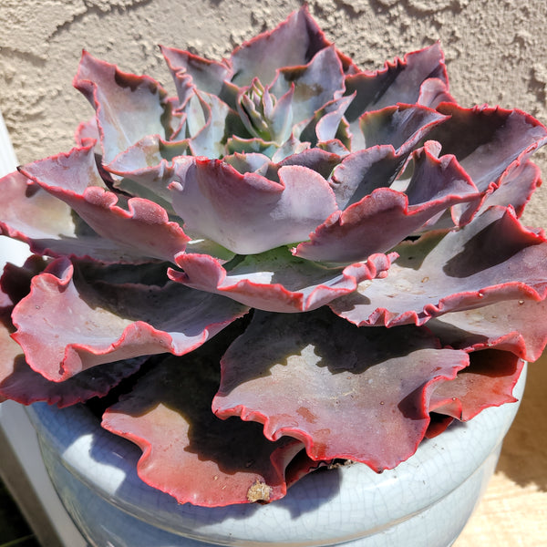 Echeveria Andromeda Hybrid