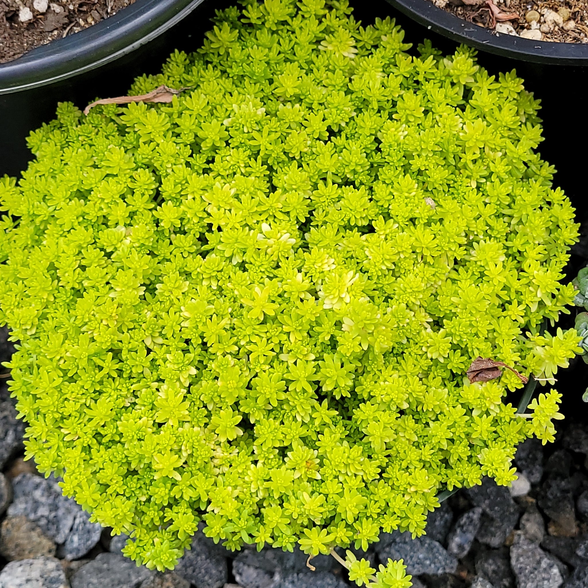 sedum golden moss succulent Sedum gold moss – AceMegaSucculents