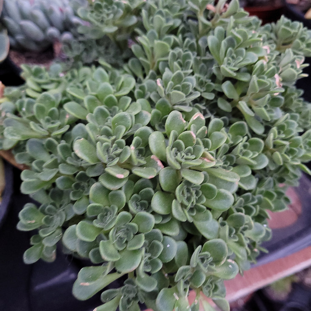 irish bouquet succulent Aeonium Lindleyi – AceMegaSucculents