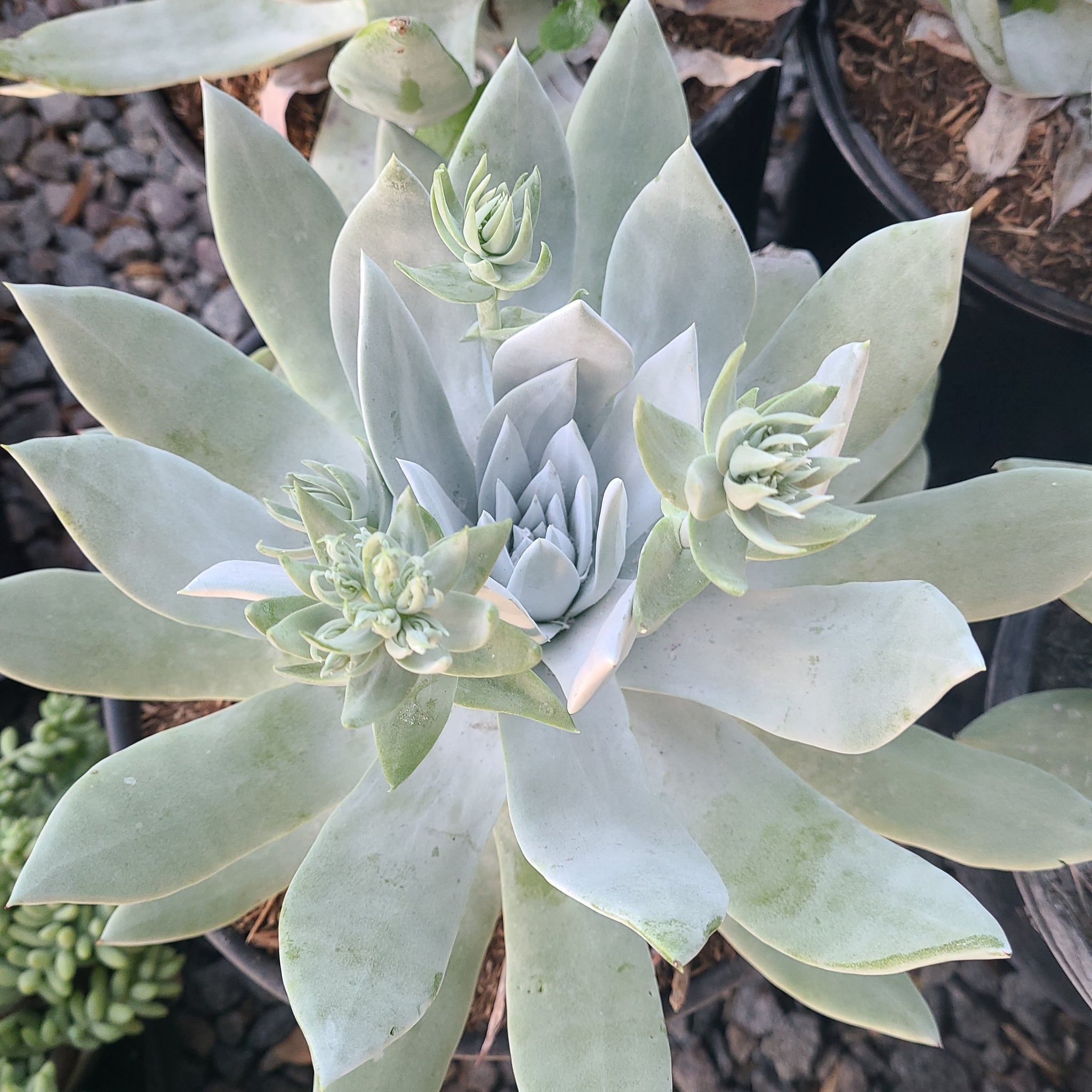 dudleya succulent rare Brittonii White Dudleya Rare – AceMegaSucculents