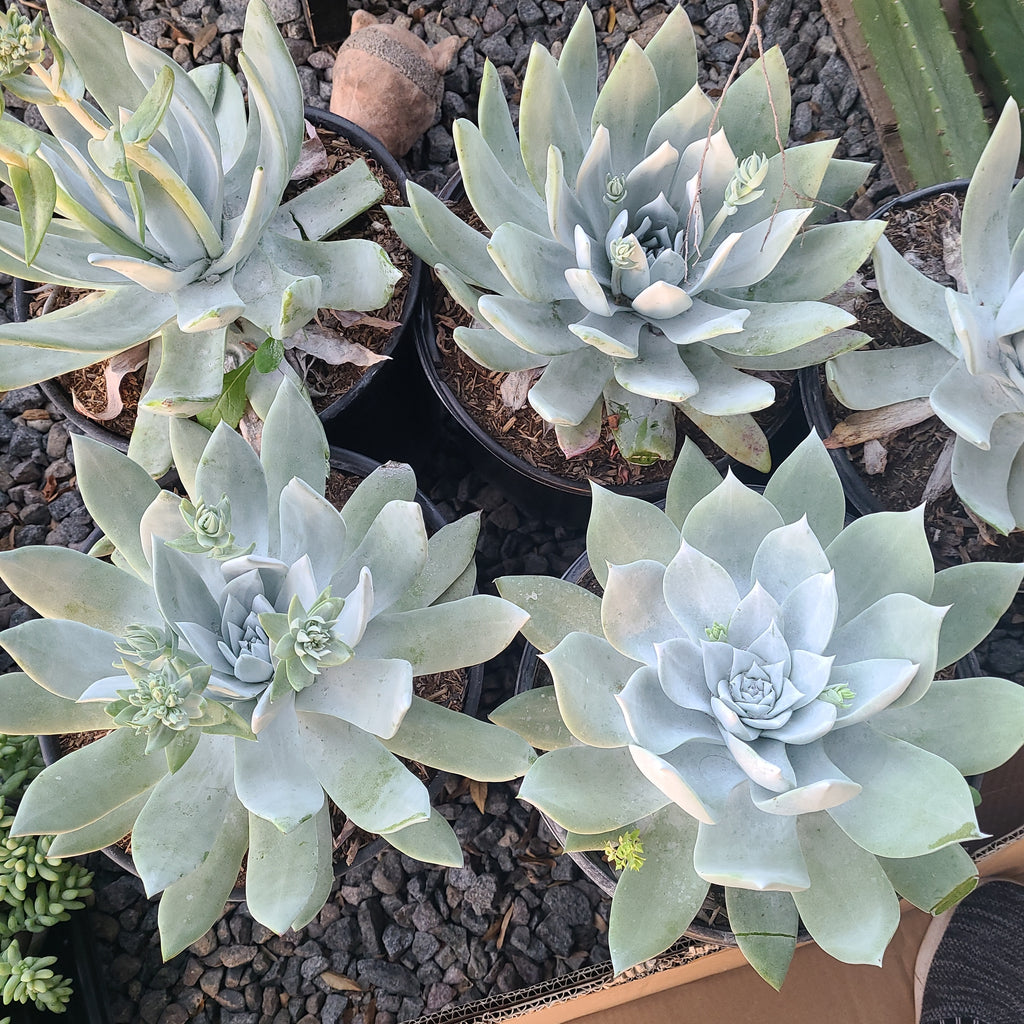 rare white succulent Brittonii White Dudleya Rare – AceMegaSucculents