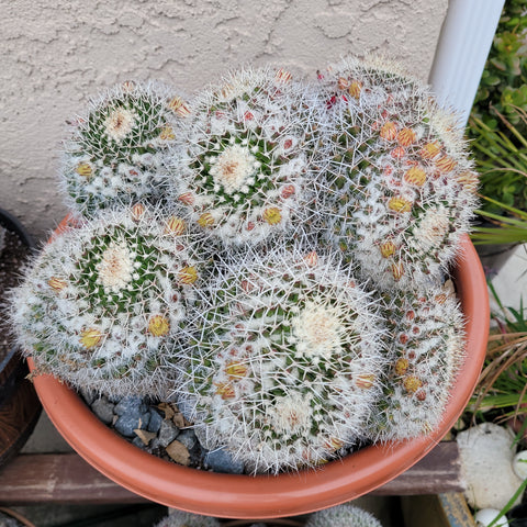 Mammillaria compressa