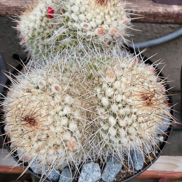 Mammillaria compressa