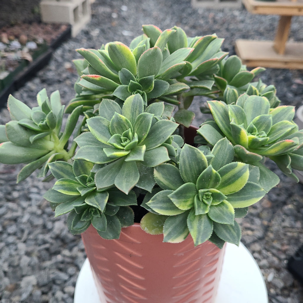 variegated kiwi succulent Hybrid variagated Aeonium kiwi. – AceMegaSucculents