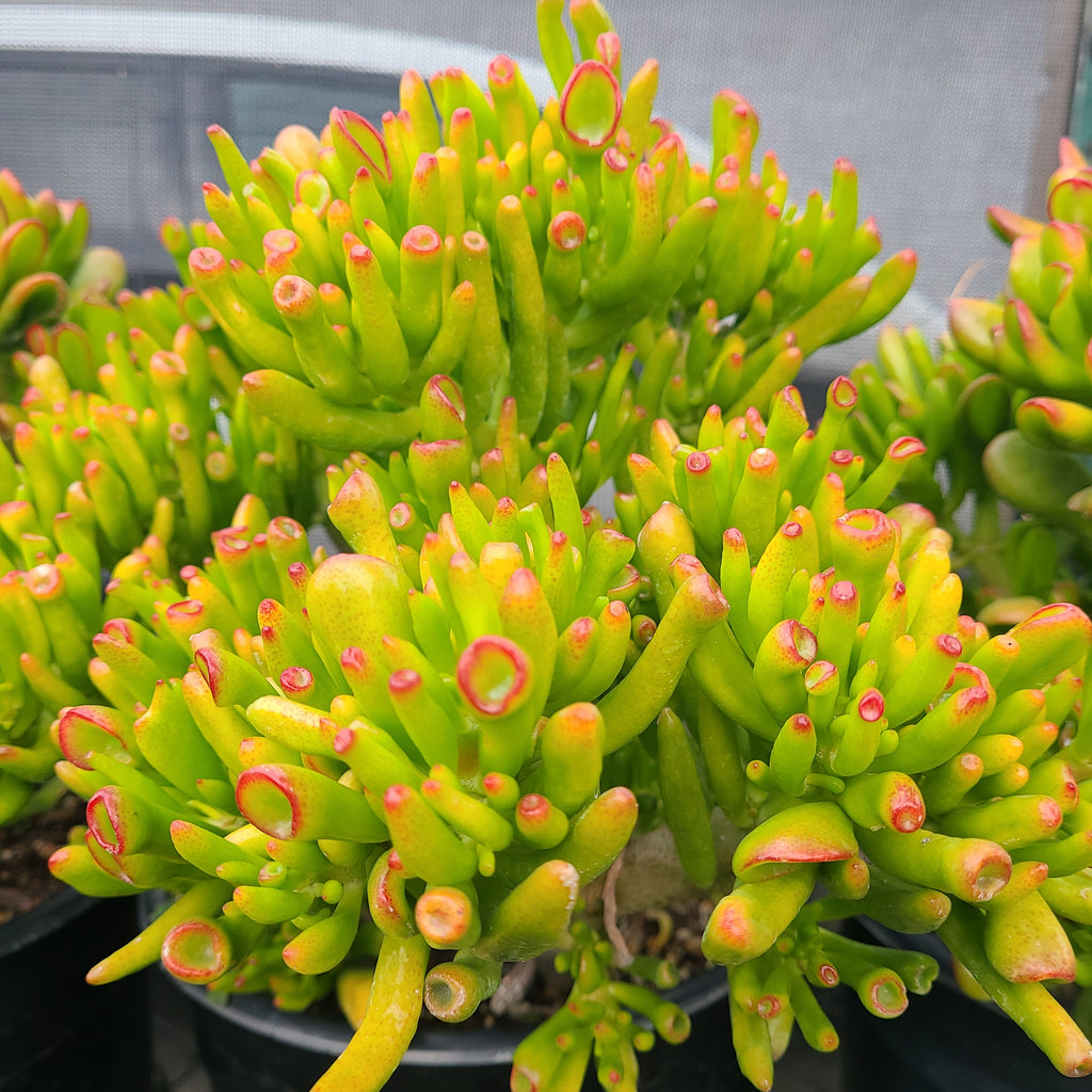 crassula ovata gollum succulent Crassula Ovata "Gollum" – AceMegaSucculents