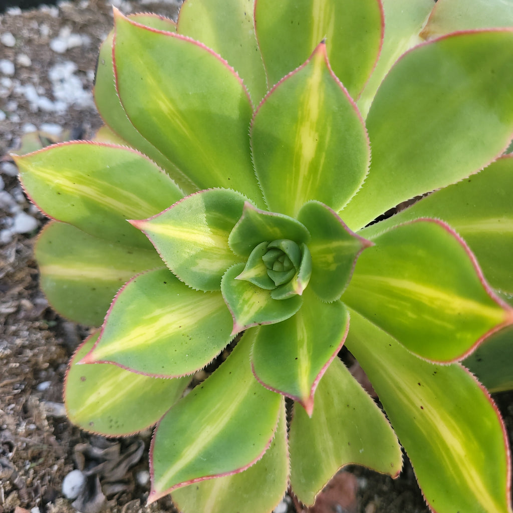 starburst succulent plant Aeonium Starburst – AceMegaSucculents