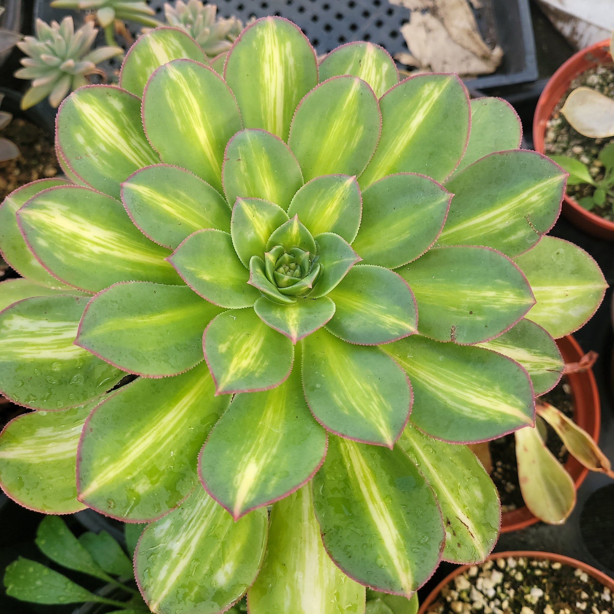 starburst succulent plant Aeonium Starburst – AceMegaSucculents