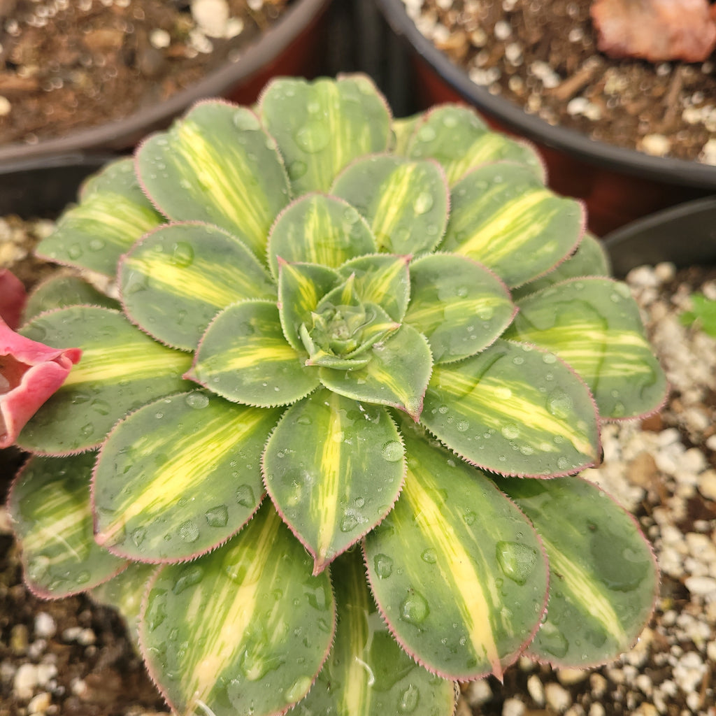 starburst succulent plant Aeonium Starburst – AceMegaSucculents