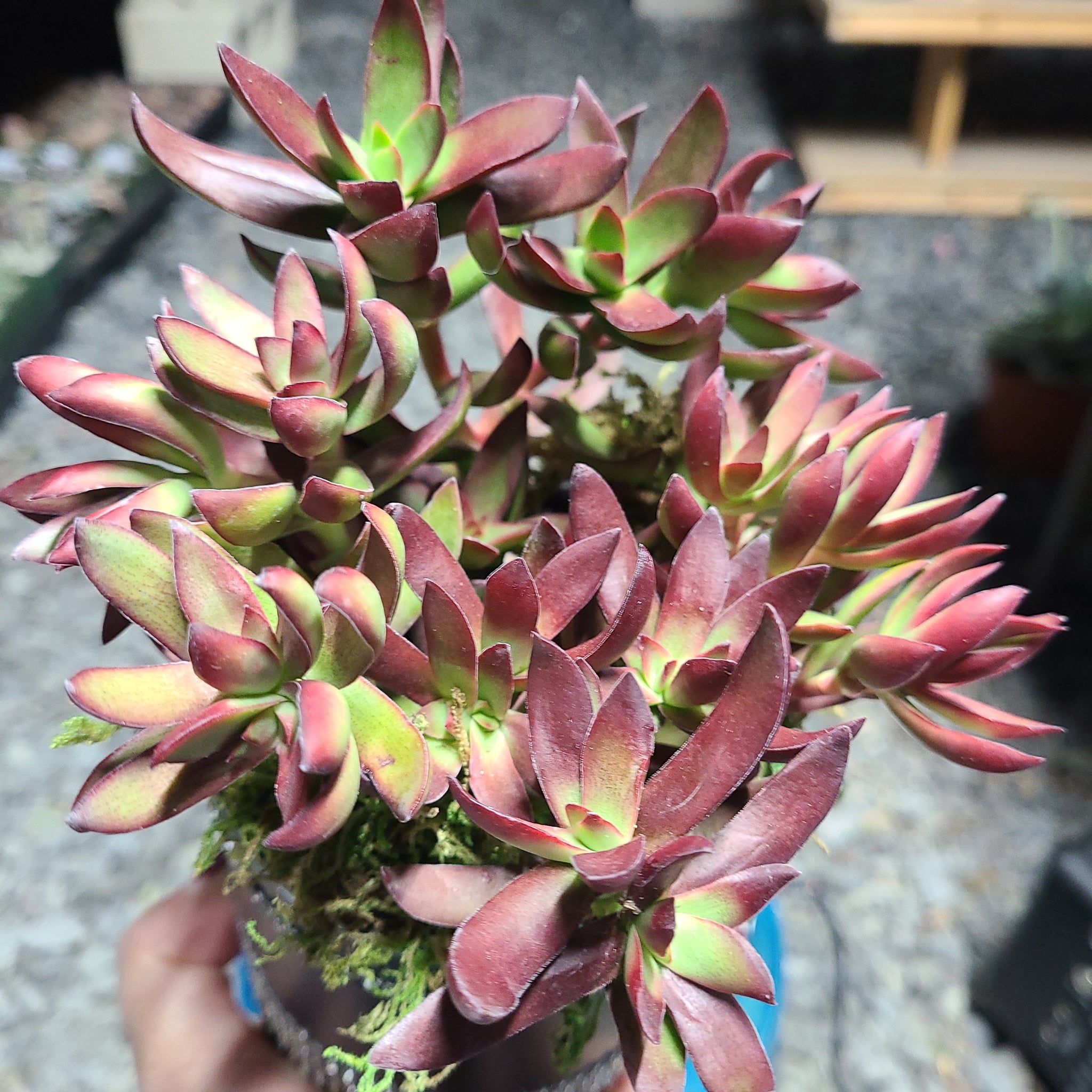 burgundy colored succulents Crassula Nudicaulis Platyphylla "Burgundy" – AceMegaSucculents