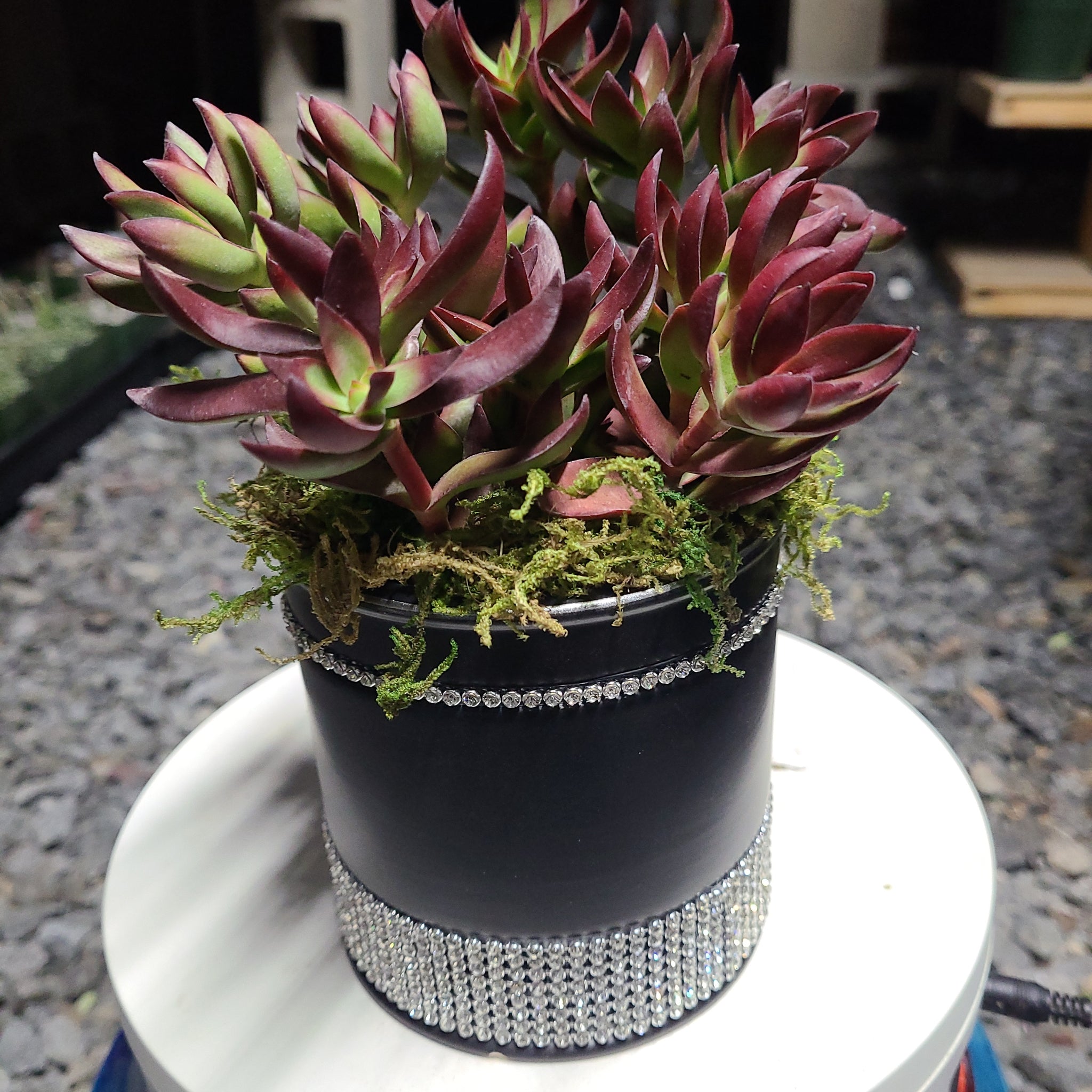 burgundy succulent Crassula Nudicaulis Platyphylla 