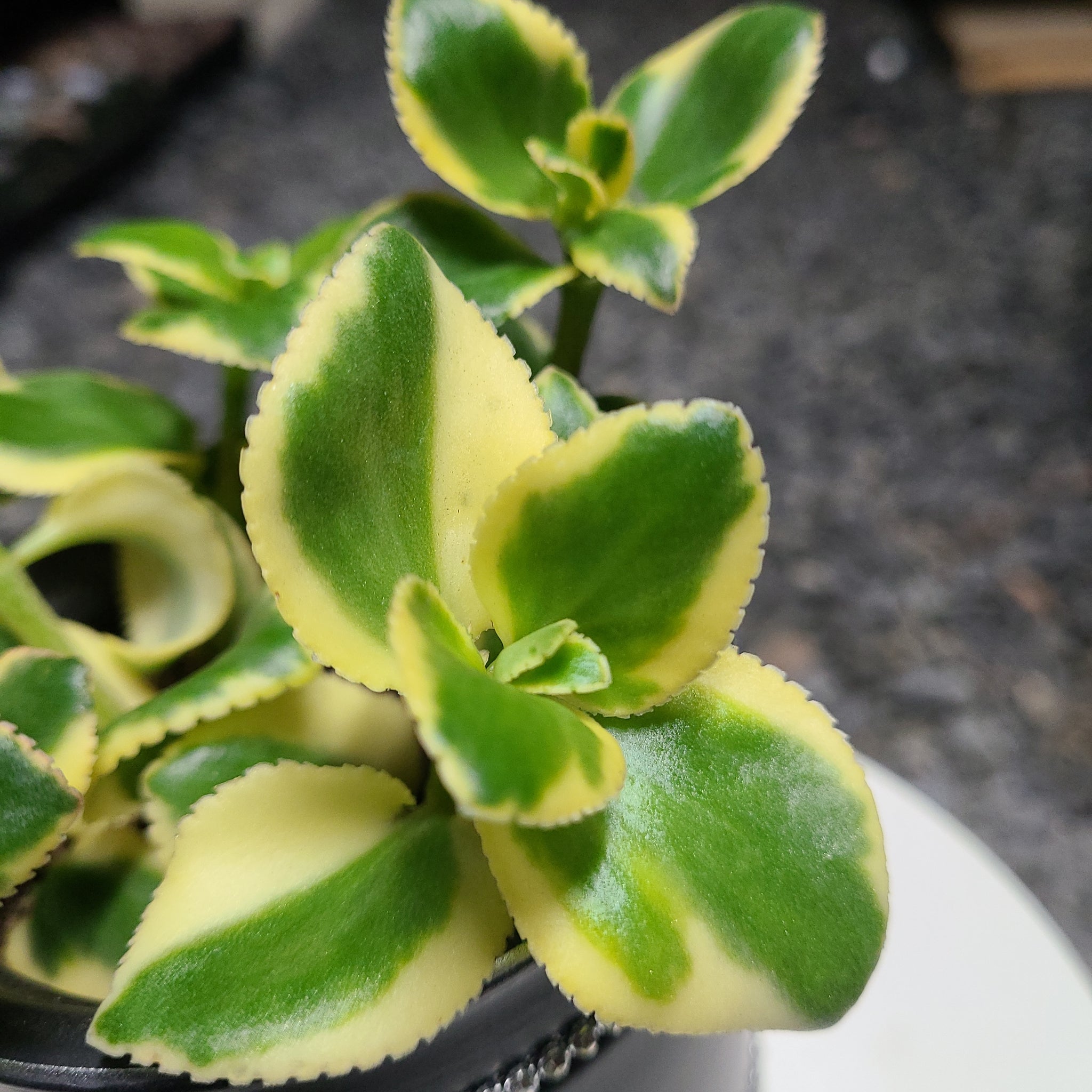 Crassula Sarmentosa- Variegated – AceMegaSucculents