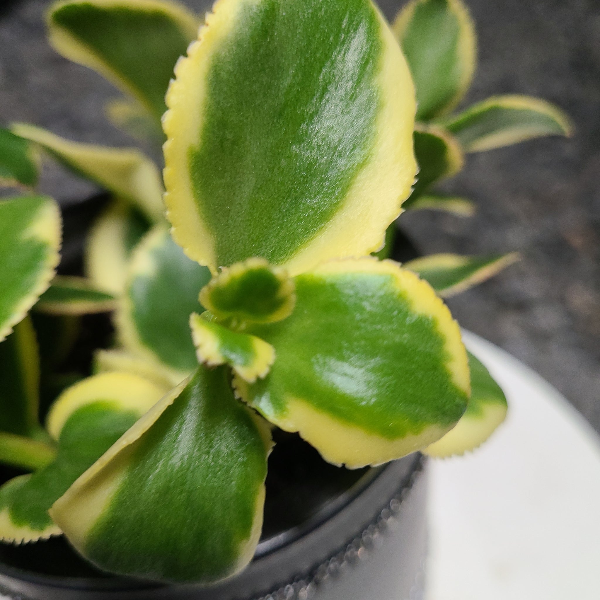 Crassula Sarmentosa- Variegated – AceMegaSucculents