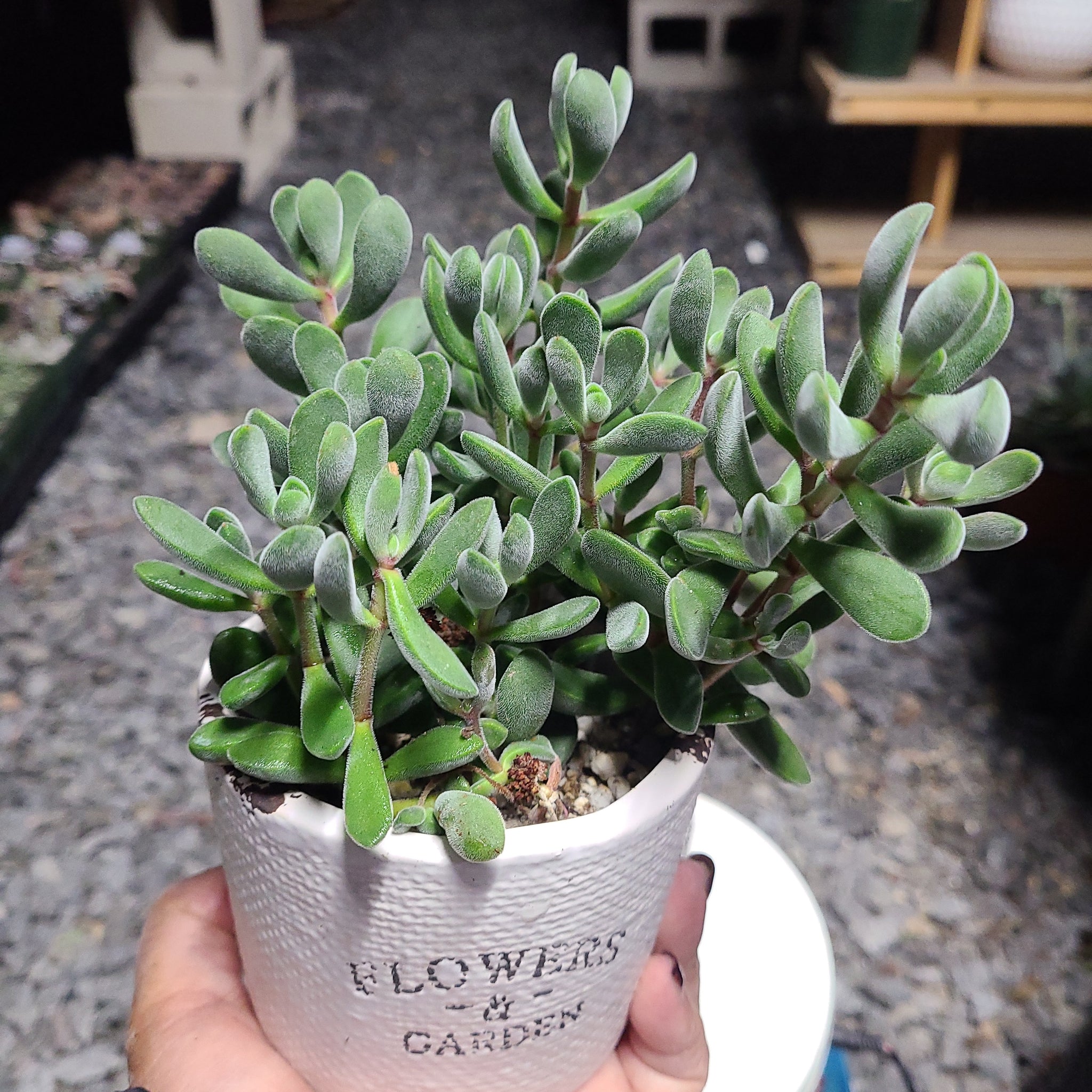 rogersii succulent Crassula RogerSii – AceMegaSucculents