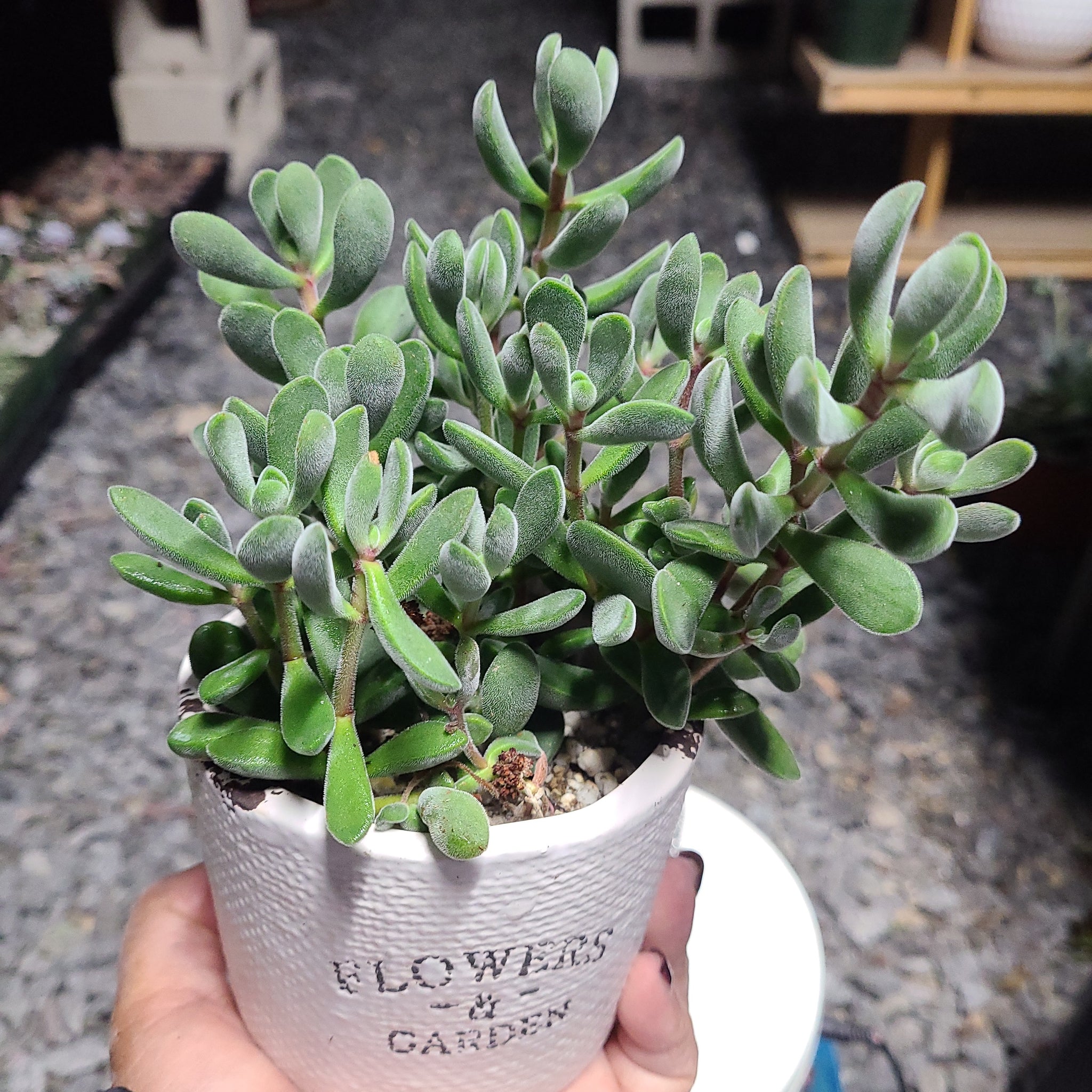 rogersii succulent Crassula RogerSii – AceMegaSucculents
