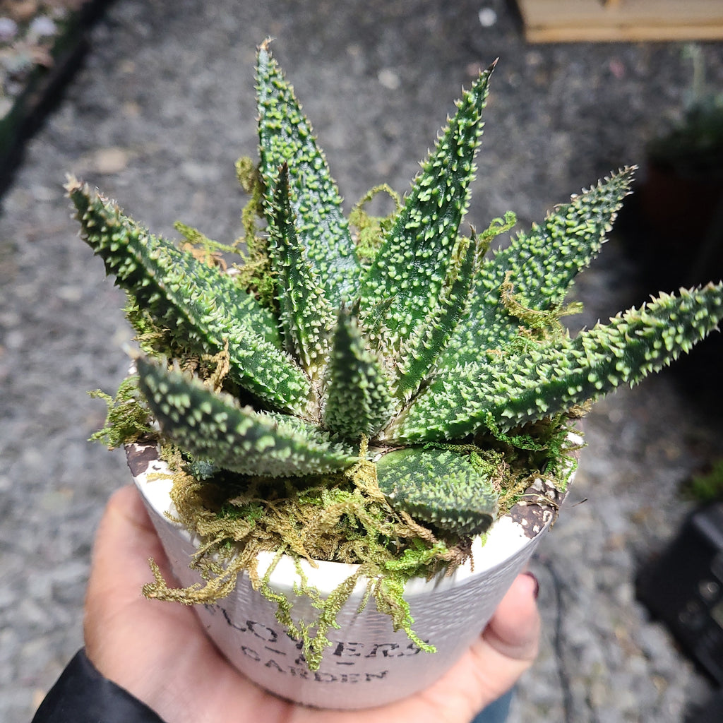 tarantula succulent Aloe Tarantula – AceMegaSucculents