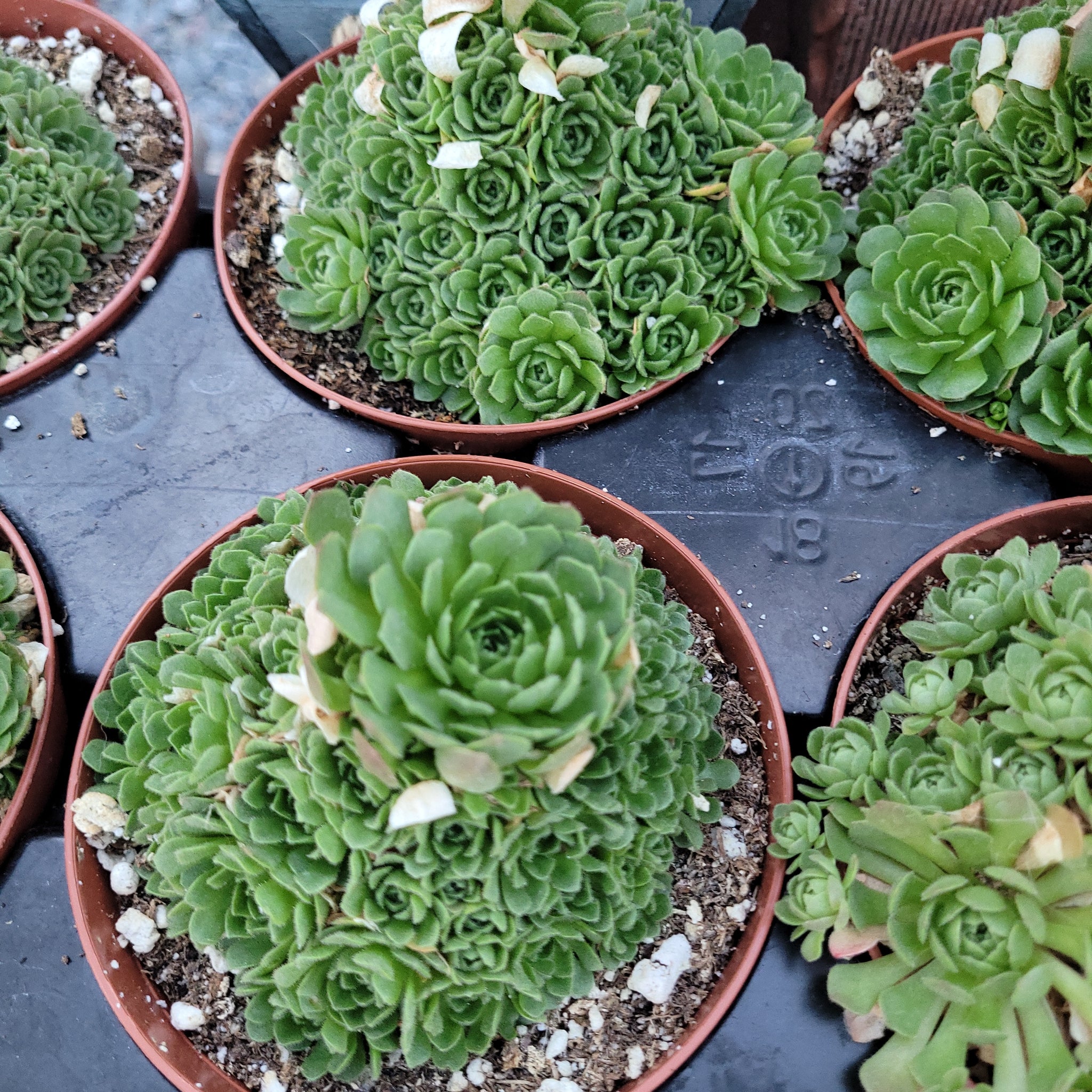 rosularia succulent Rosularia Platyphylla – AceMegaSucculents