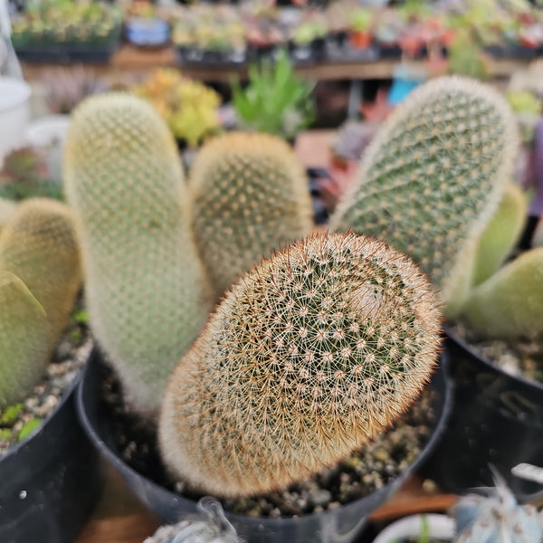 Bristle Brush Cactus