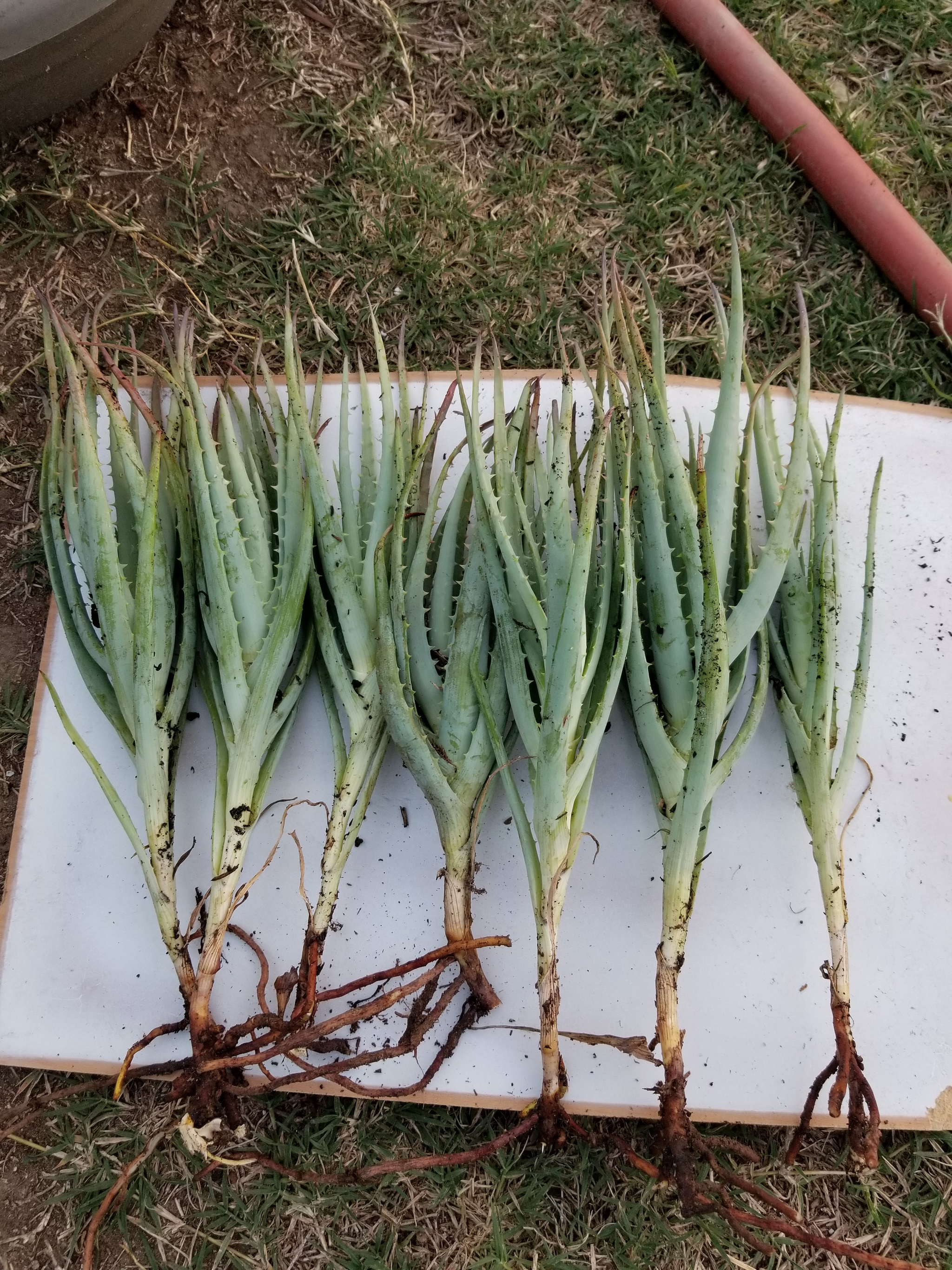 aloe vera kapseln bio Hübner