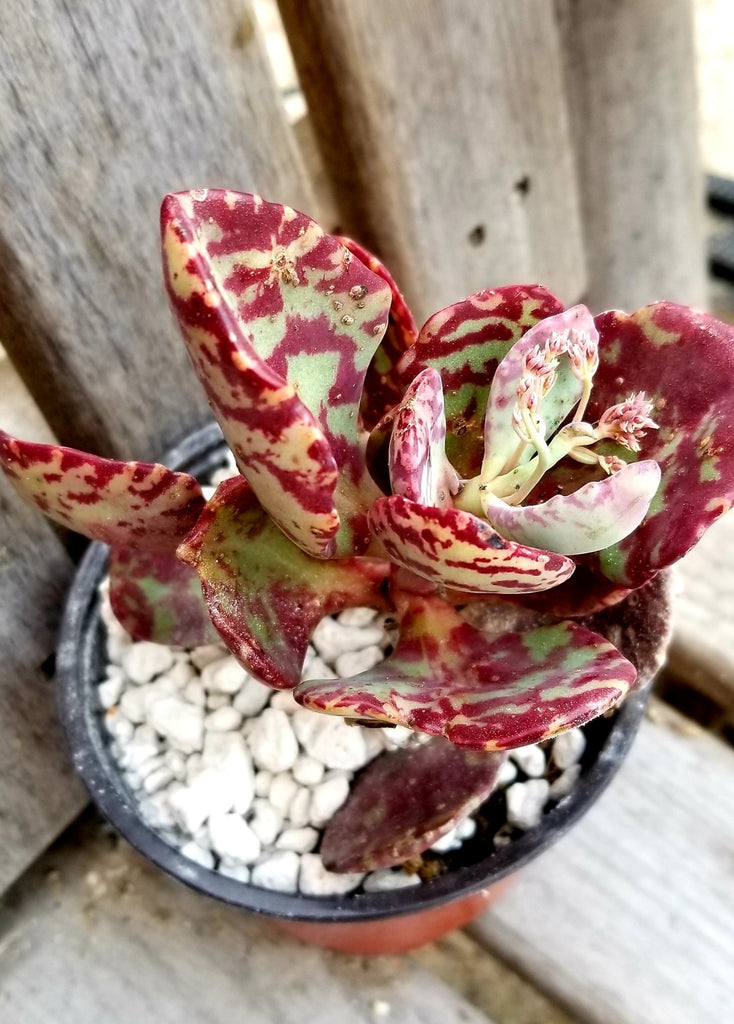 kalanchoe humilis succulent Kalanchoe Humilis – AceMegaSucculents