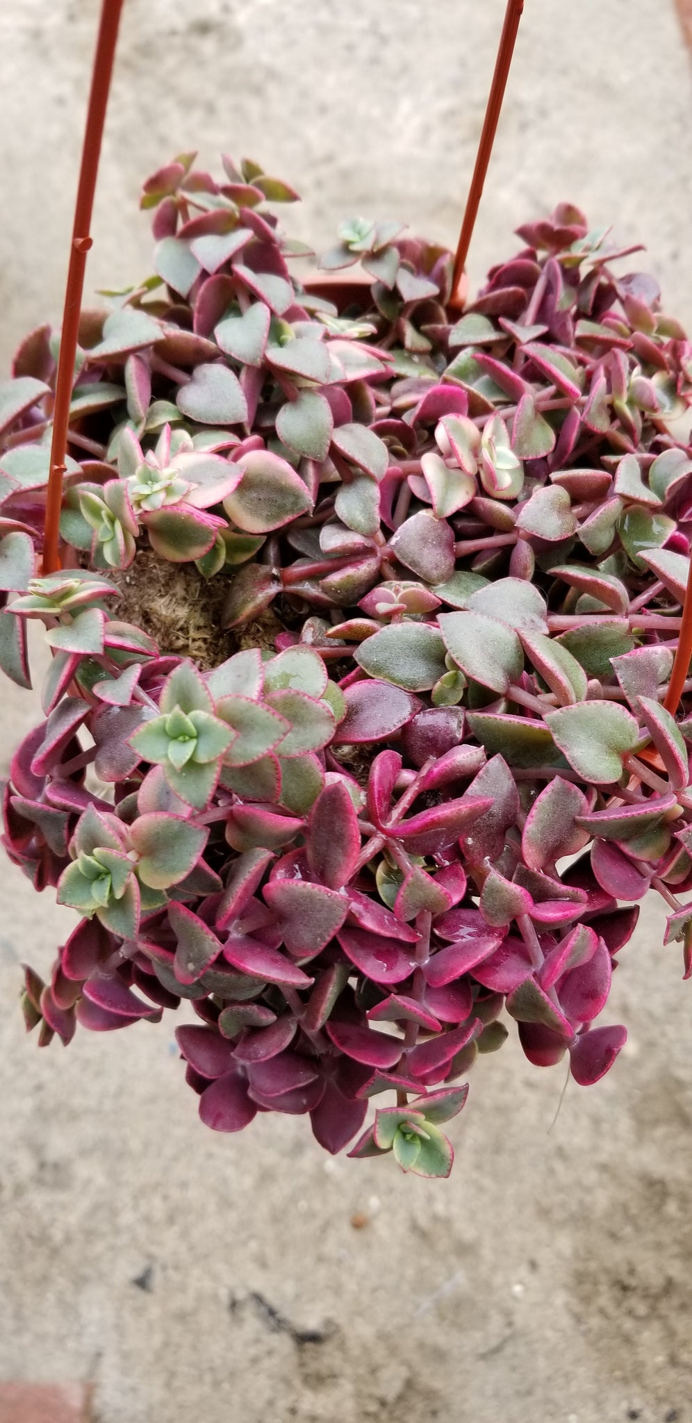 Crassula "Calico Kitten"- Hanging Plant