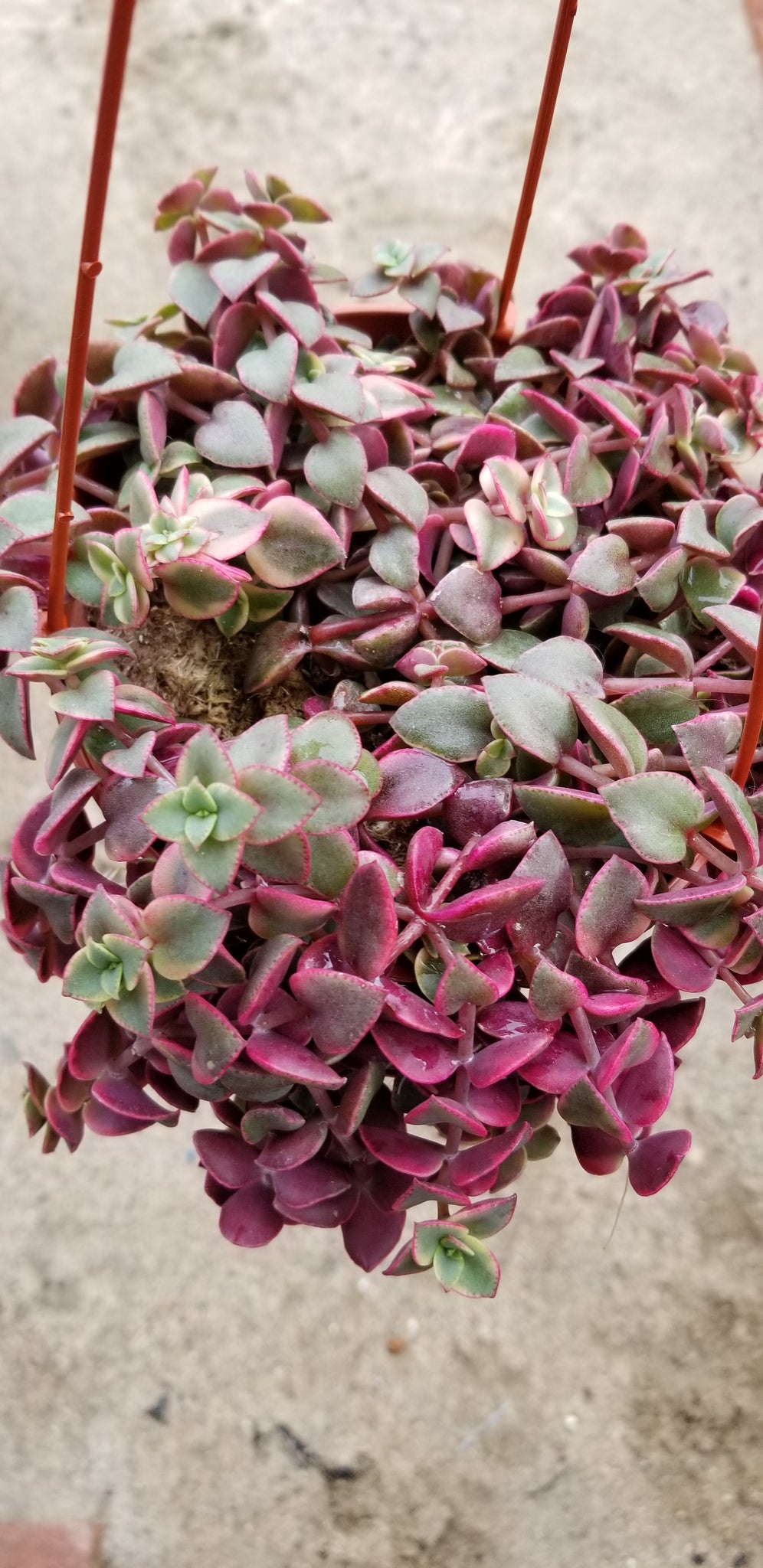crassula calico kitten succulents Crassula "Calico Kitten"- Hanging Plant – AceMegaSucculents