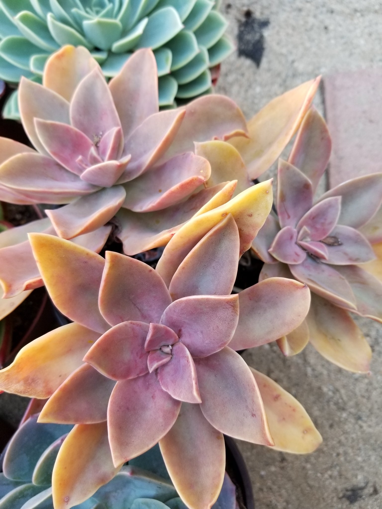 fred ives succulent for sale Graptoveria Fred Ives – AceMegaSucculents